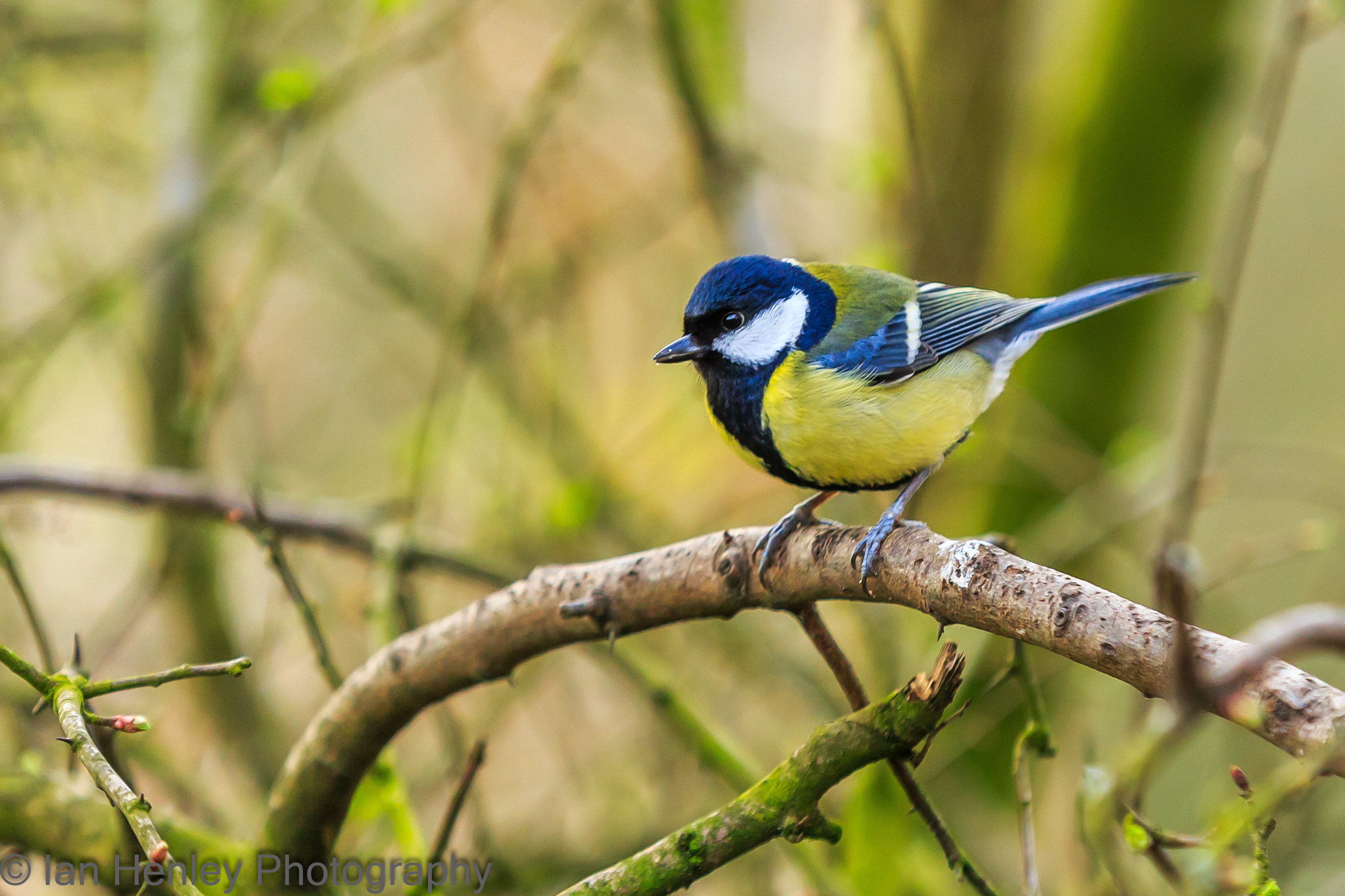 Great Tit - Parus major