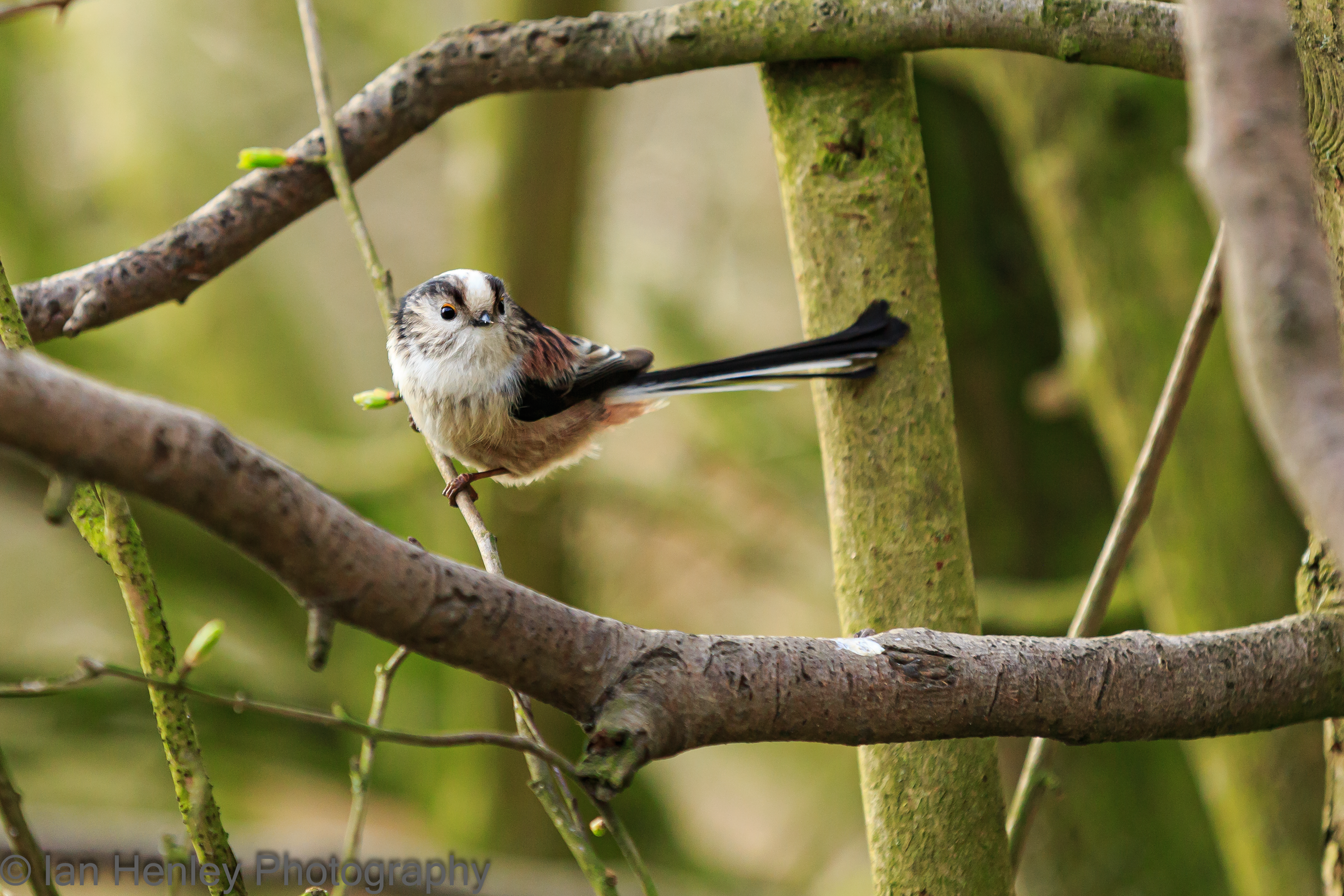 Long-tailed Tit - Aegithalos caudatus