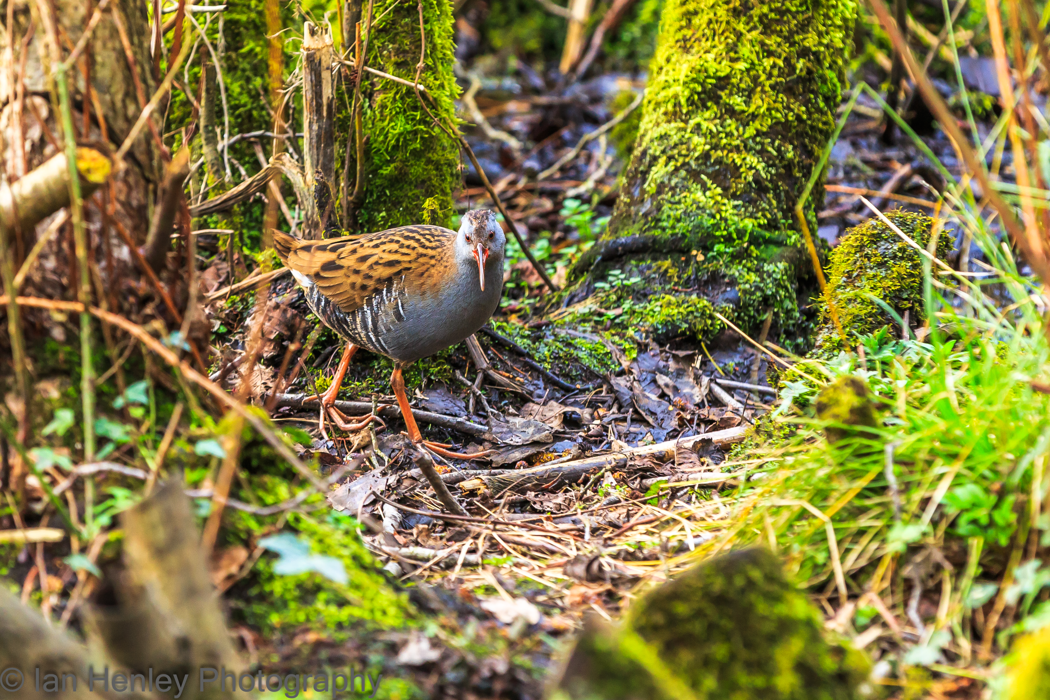 Water Rail - Rallus aquaticus