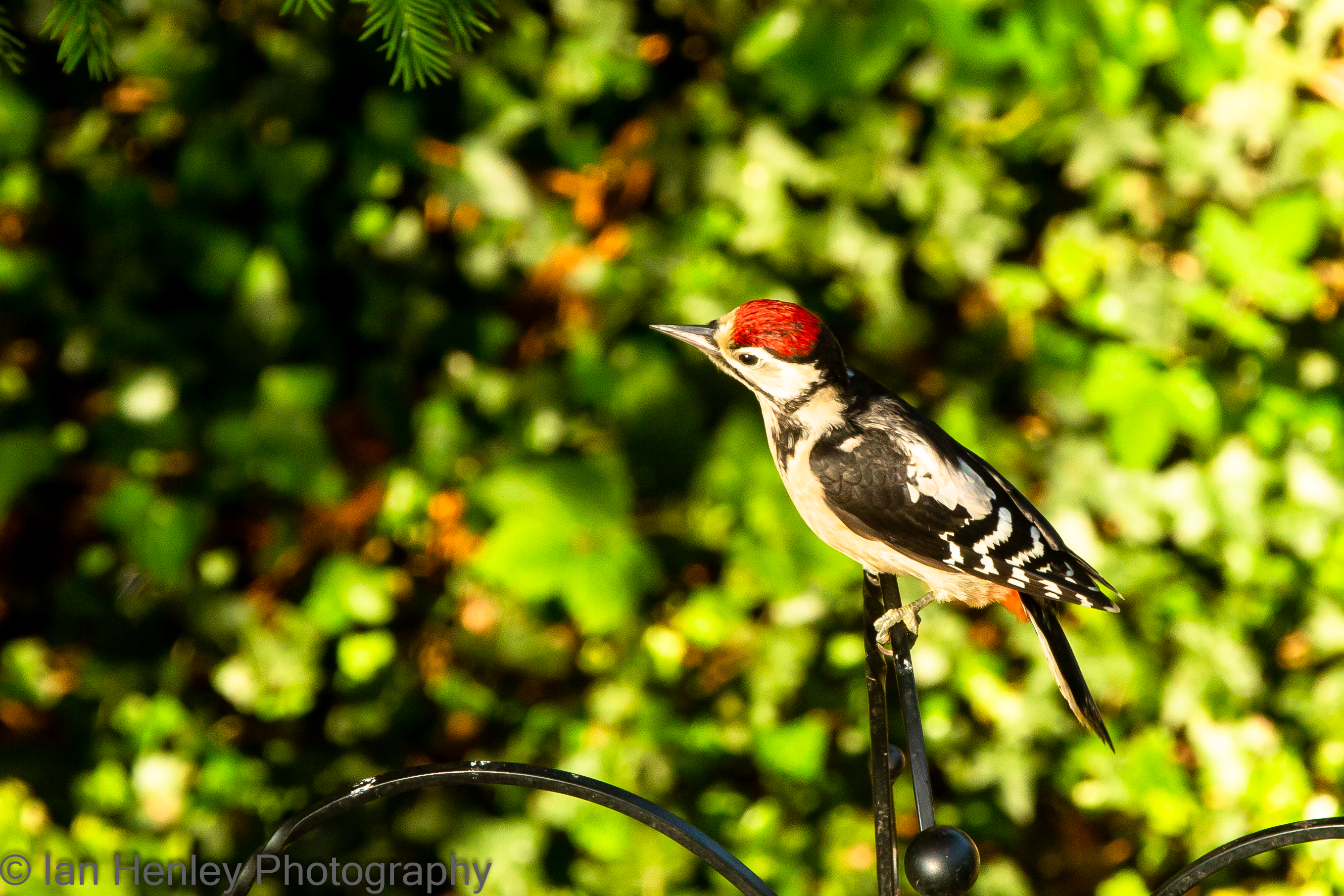 Great Spotted Woodpecker - Dendrocopos major