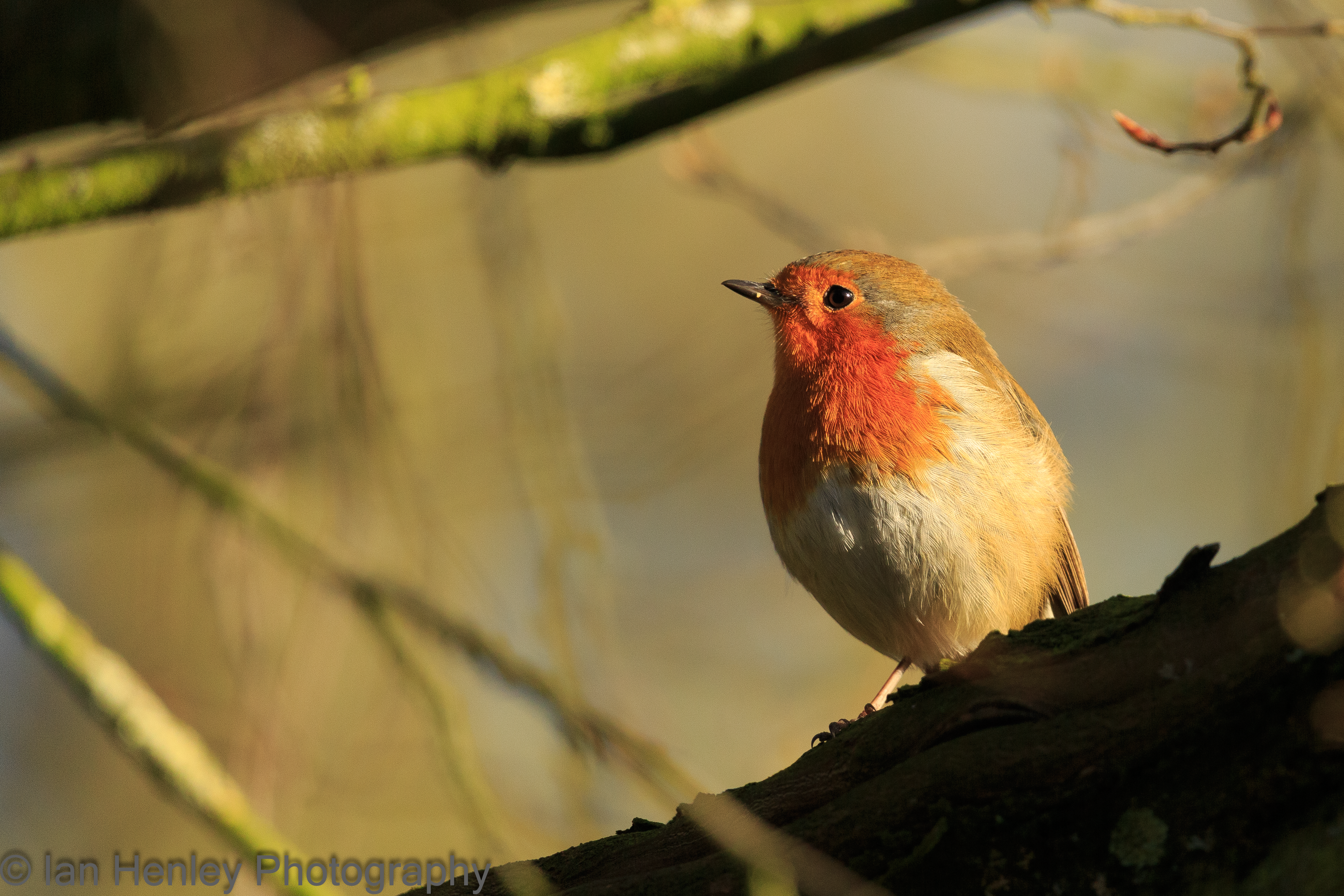 European Robin - Erithacus rubecula