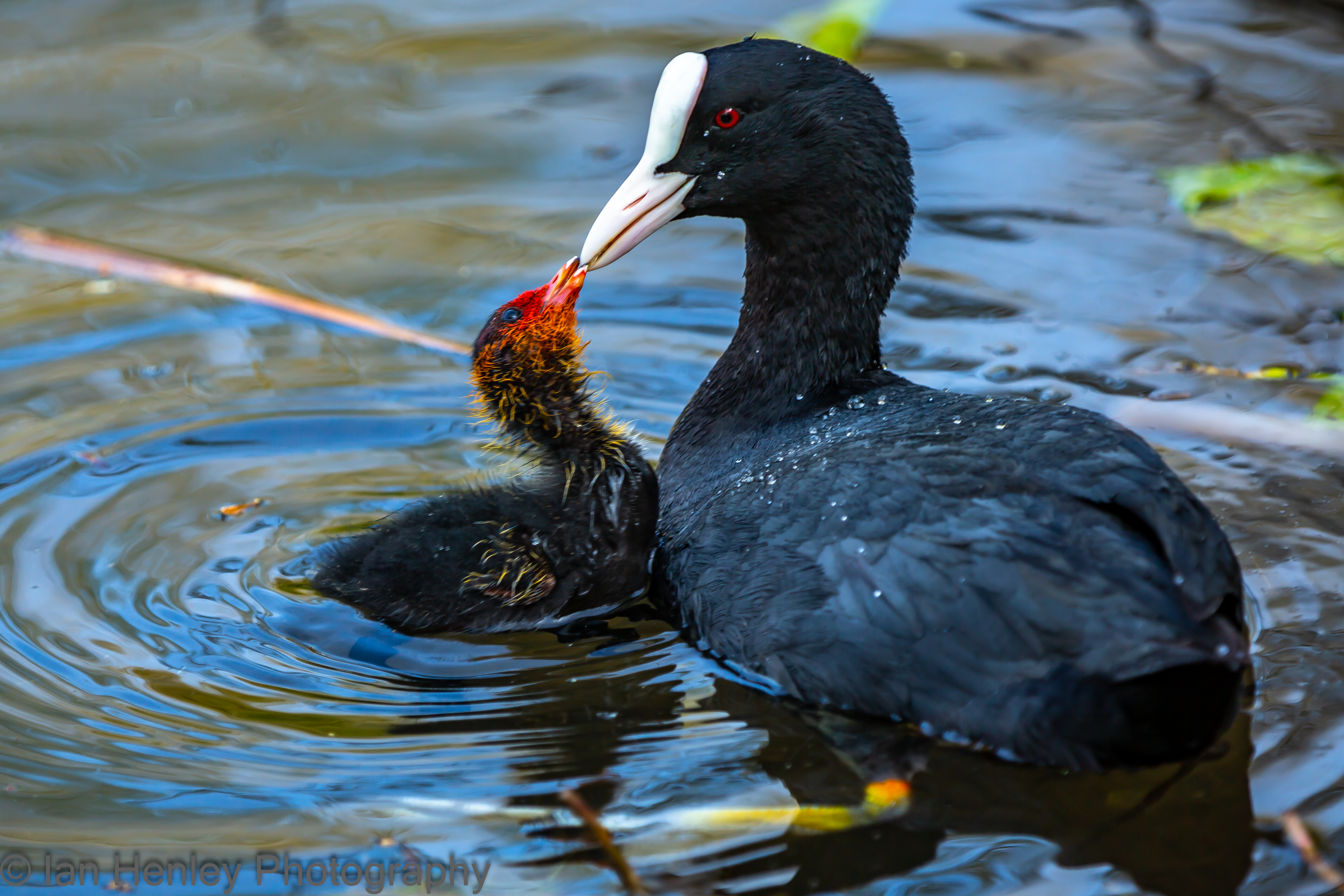 Coot - fulica atra