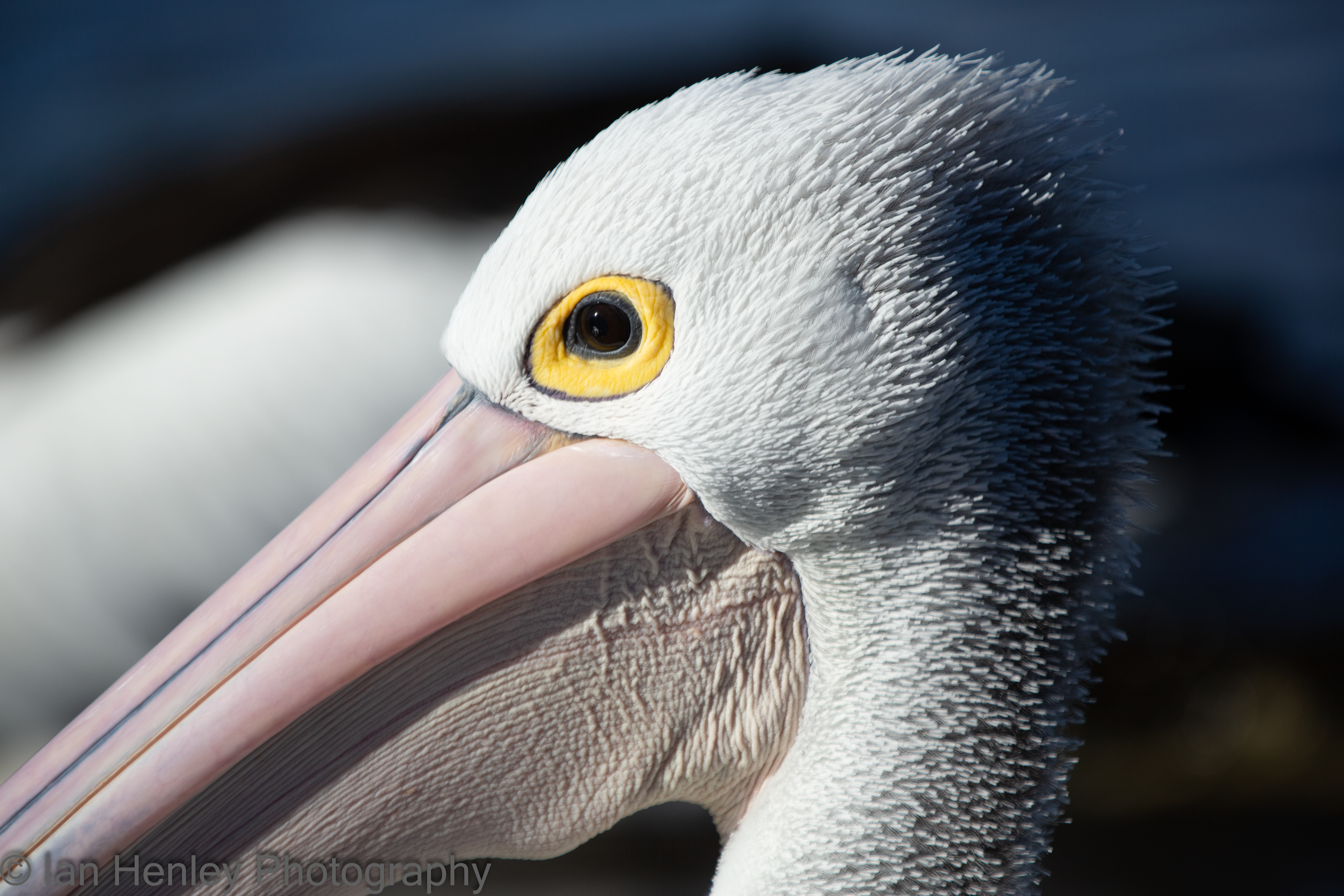 Australian Pelican - Pelecanus conspicillatus