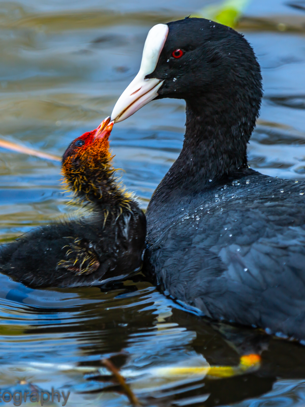 Coot - fulica atra