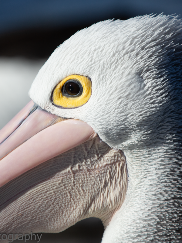 Australian Pelican - Pelecanus conspicillatus