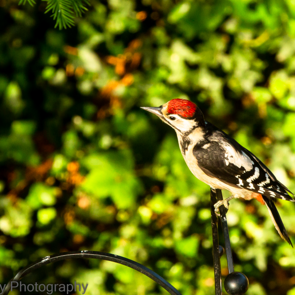 Great Spotted Woodpecker - Dendrocopos major