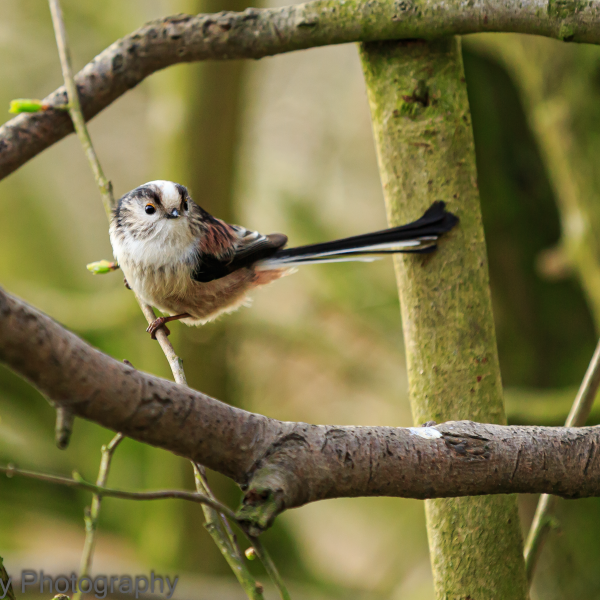 Long-tailed Tit - Aegithalos caudatus