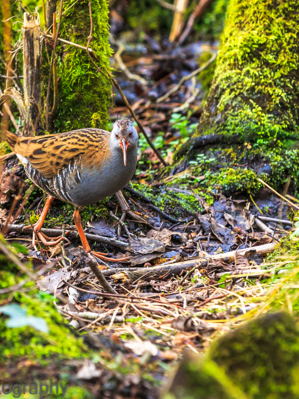 Water Rail - Rallus aquaticus